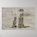 Suche nach meerkats poster Junges tier