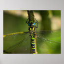 Suche nach hawker poster Tiere