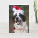 Suche nach border collies karten Friend