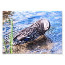 Suche nach wasservögel poster Fotografie