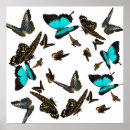 Suche nach geschöpf kunst Schmetterling