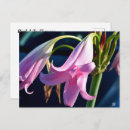 Suche nach rosa lilie postkarten Botanisch