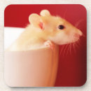 Suche nach ratten untersetzer Fotografie