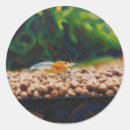 Suche nach süßwasser aufkleber Aquarium