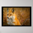Suche nach red fox kunst poster Wild