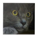 Suche nach graue katze fliesen Miezekatze