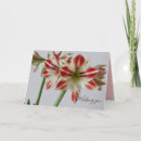 Suche nach amaryllis karten Floral