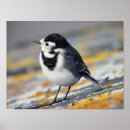 Suche nach wagtail Vogel