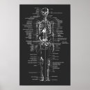 Suche nach anatomy poster Bones