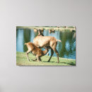 Suche nach rotwild kunst poster Tier