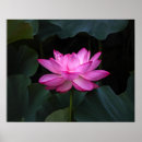 Suche nach lotus blume poster Wasserlilie