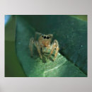 Suche nach spinne poster Arachnid