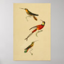 Suche nach kolibris poster Ornithologie