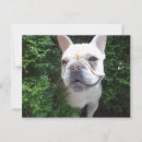 Suche nach niedliches kaninchen postkarten Fotografie