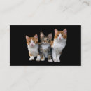 Suche nach kein kasten visitenkarten Kätzchen