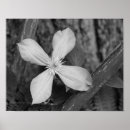 Suche nach clematis blume poster Fotografie