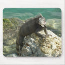 Suche nach leguan mousepads Grüne leguane