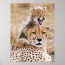 Suche nach gepard poster Masai mara