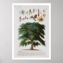 Suche nach zeder poster Botanisch