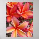 Suche nach plumeria poster Frangipani