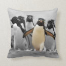 Suche nach rockhopper pinguin Vögel
