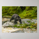 Suche nach bear poster Schwarzbär