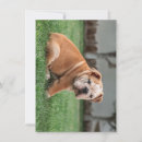 Suche nach britische bulldogge karten Bulldogin