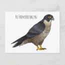Suche nach wanderfalke postkarten Falco peregrinus