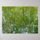 Suche nach ahorn poster Bäume