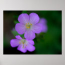 Suche nach wirtschaftlich poster Blume