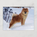 Suche nach chow chow hund postkarten Tiere