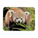 Suche nach roter panda magnete Kawaii