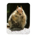 Suche nach lebewesen magnete Eichhörnchen