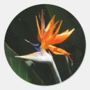 Suche nach tropische vögel aufkleber Blume