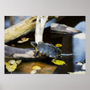 Suche nach große ohren poster Niedlich