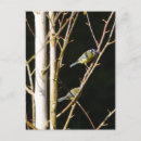 Suche nach tit postkarten Vogelvogel