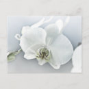 Suche nach weiße orchideen postkarten Für sie