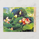 Suche nach lotus blume postkarten Grün