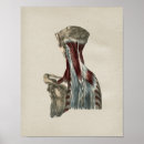 Suche nach menschlicher hals poster Anatomie