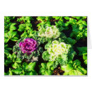 Suche nach kohl postkarten Gärten