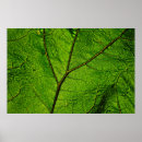 Suche nach venen poster Blatt