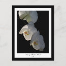 Suche nach exotische orchideen postkarten Blume
