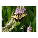 Suche nach lila wildblumen poster Fotografie