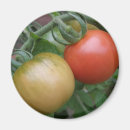 Suche nach rote tomate magnete Tomaten