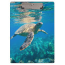 Suche nach schildkröten klemmbrett Ozean