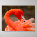 Suche nach karibischer flamingo poster Vogelvogel