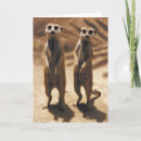 Suche nach mekka karten Meerkat