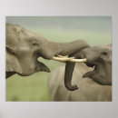Suche nach asiatischer elefant poster Fauna