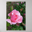 Suche nach rosenblüte poster Rosa