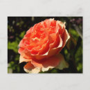 Suche nach orange rosen postkarten Natur